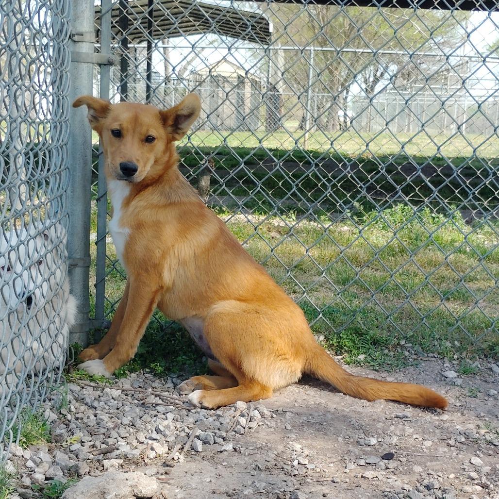 Enlarge Ethel, a Adoptable Mixed Breed in Tulsa, OK image 3/3