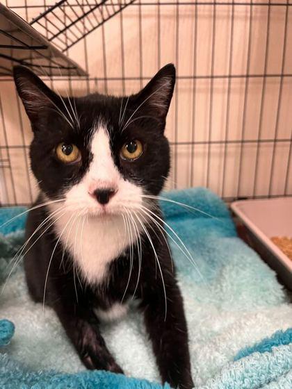 Tux, Adoptable, Adult Male Domestic Short Hair & Domestic Short Hair.
