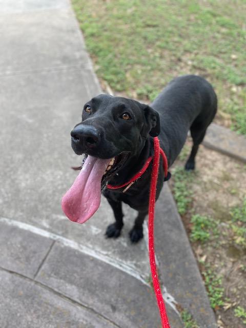 Lucy, Adult Female Black Labrador Retriever