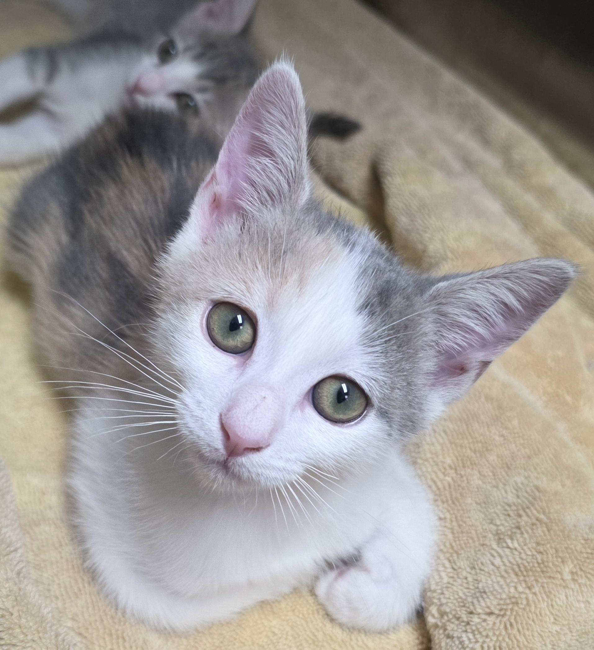 Darcy and Darby, Adoptable, Young Female Domestic Short Hair.