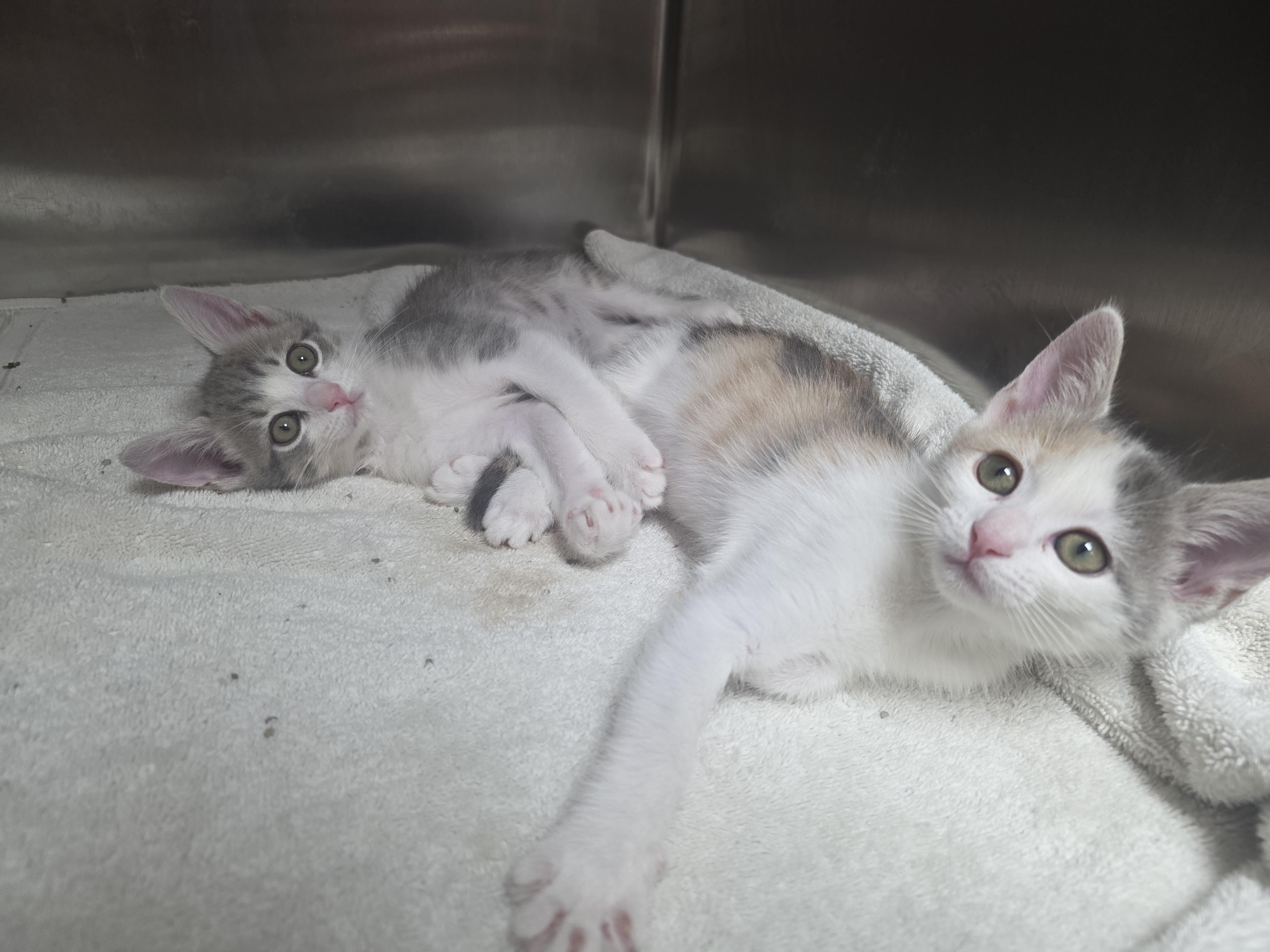 Enlarge Darcy and Darby, a Adoptable mixed breed in Mission Viejo, CA image 2/2
