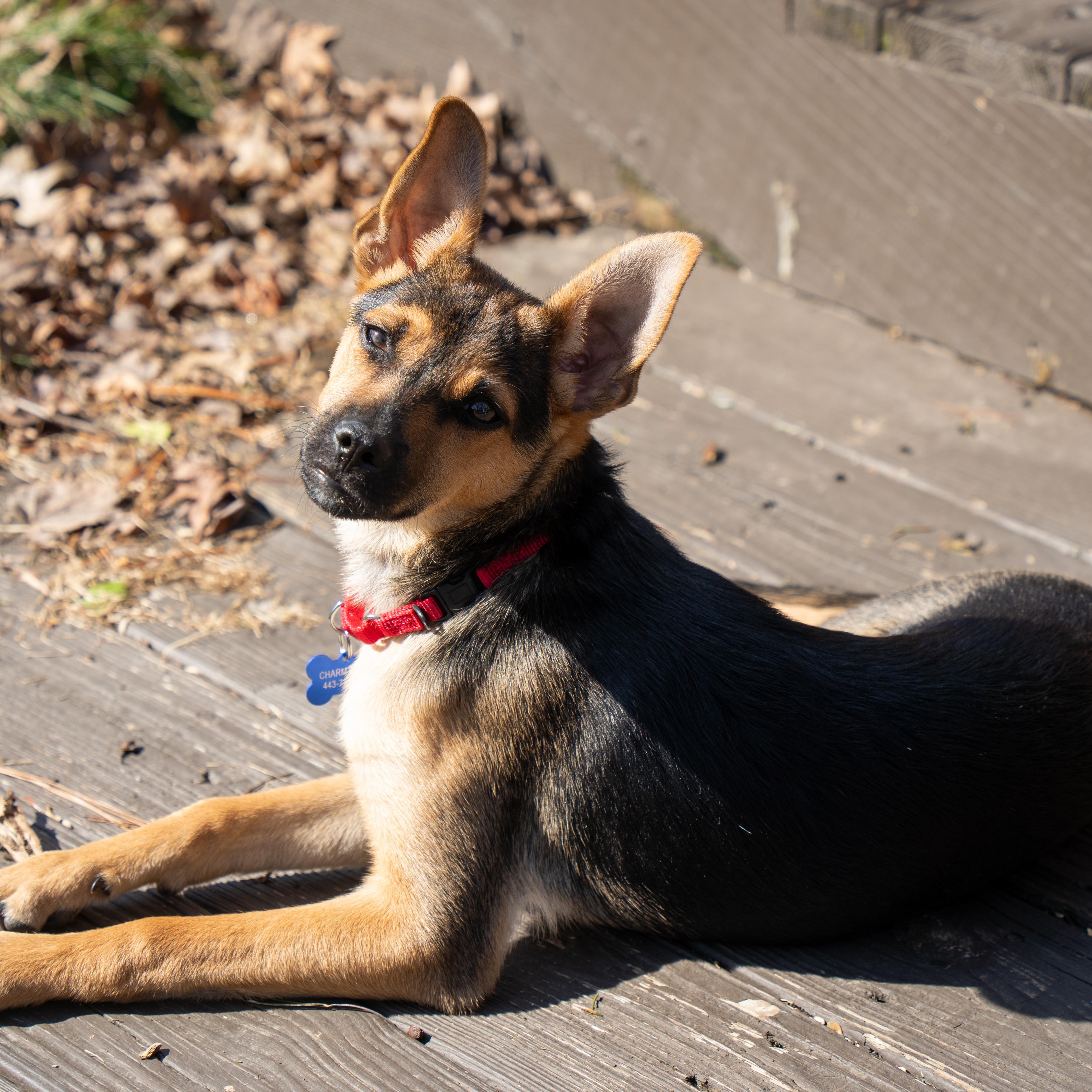 Enlarge Agador, a ADOPTABLE mixed breed in Columbia, MD image 1/6