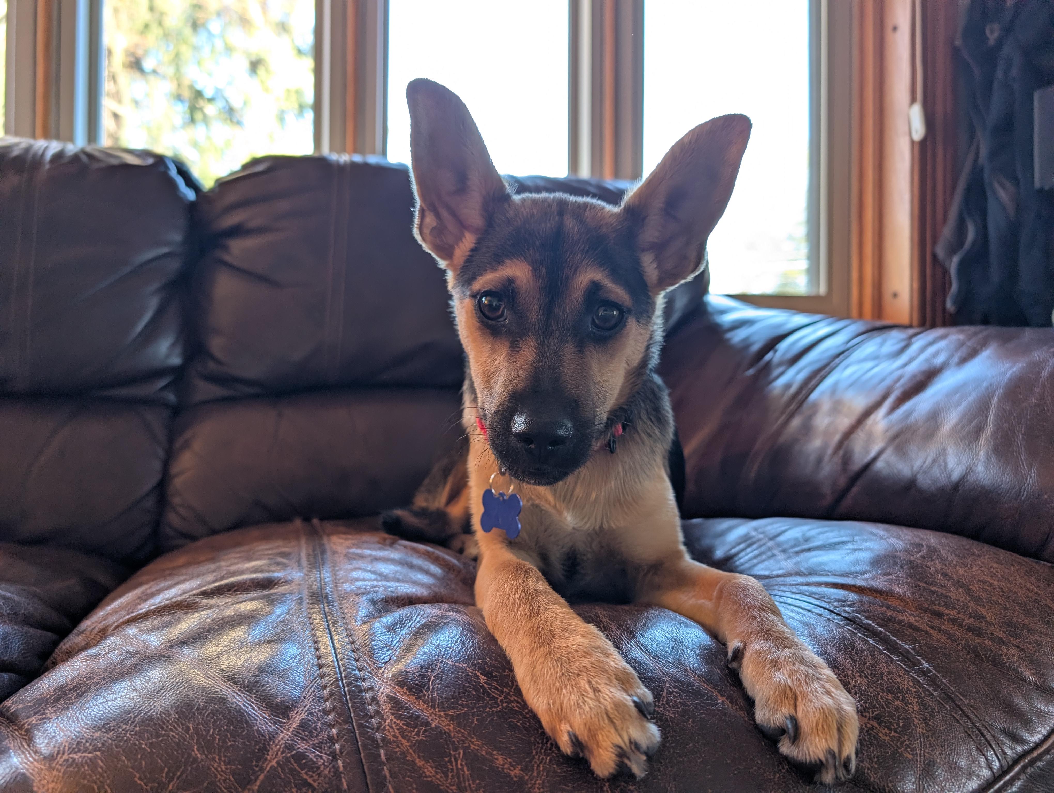 Enlarge Agador, a ADOPTABLE mixed breed in Columbia, MD image 2/6
