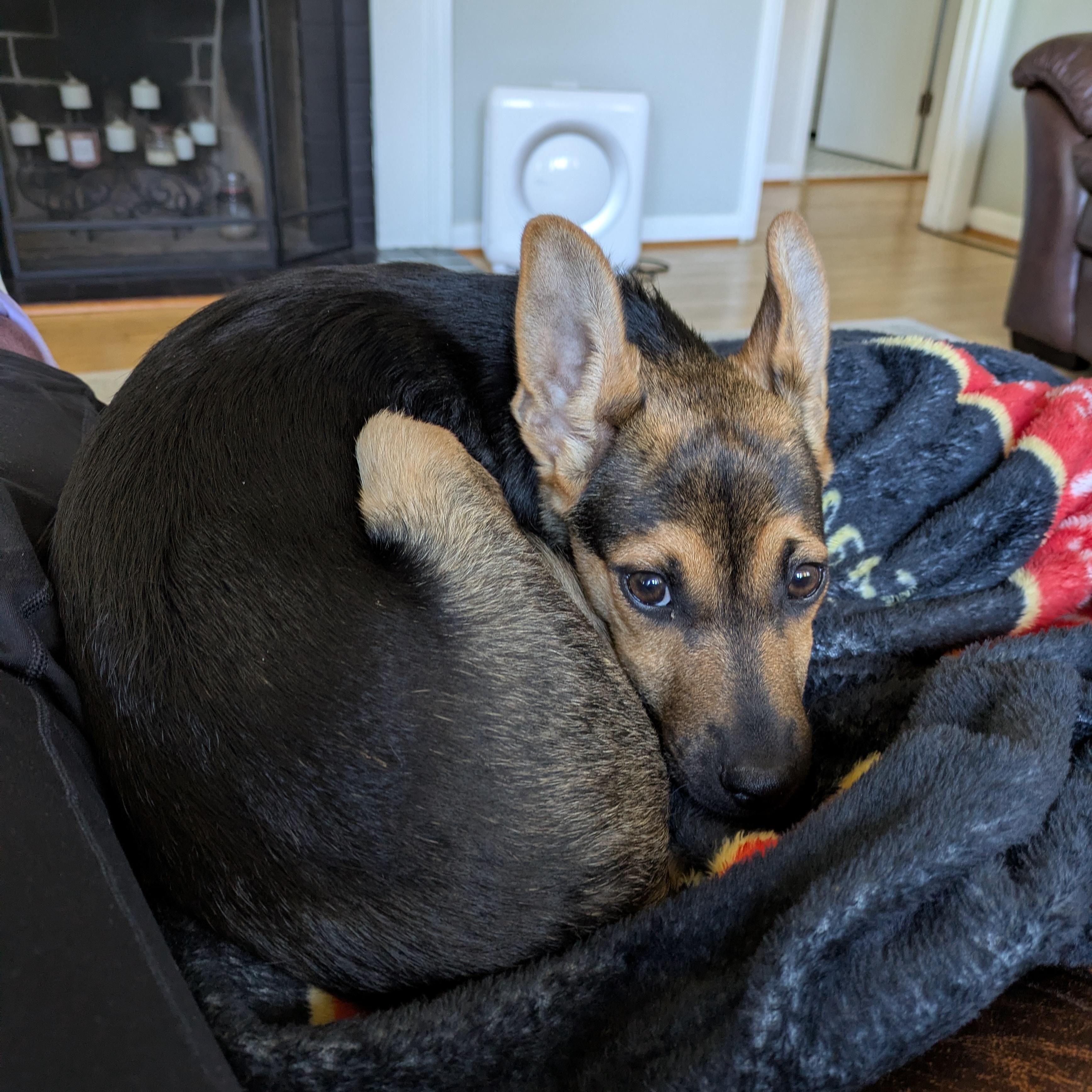 Enlarge Agador, a ADOPTABLE mixed breed in Columbia, MD image 3/6