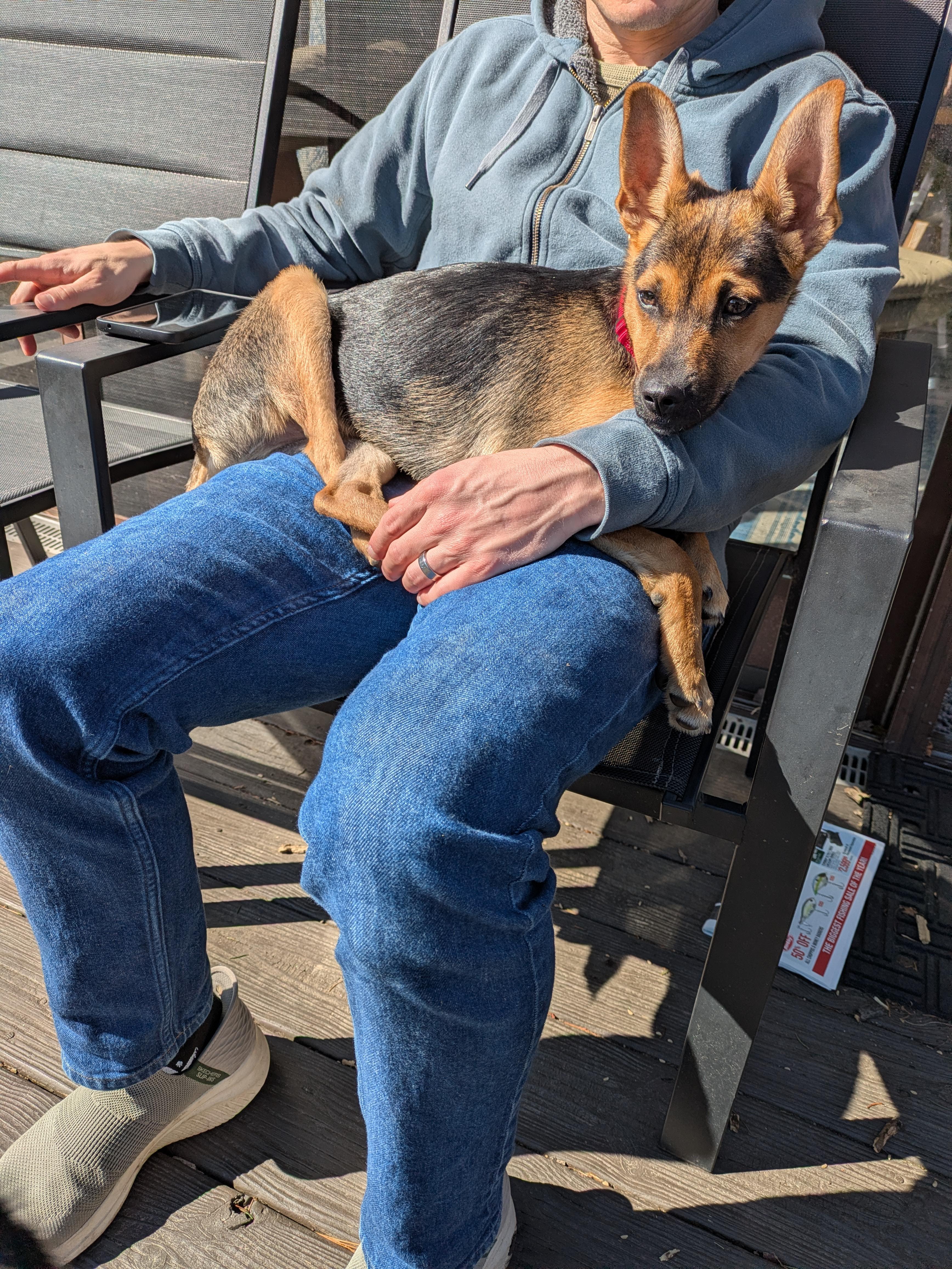 Enlarge Agador, a ADOPTABLE mixed breed in Columbia, MD image 6/6