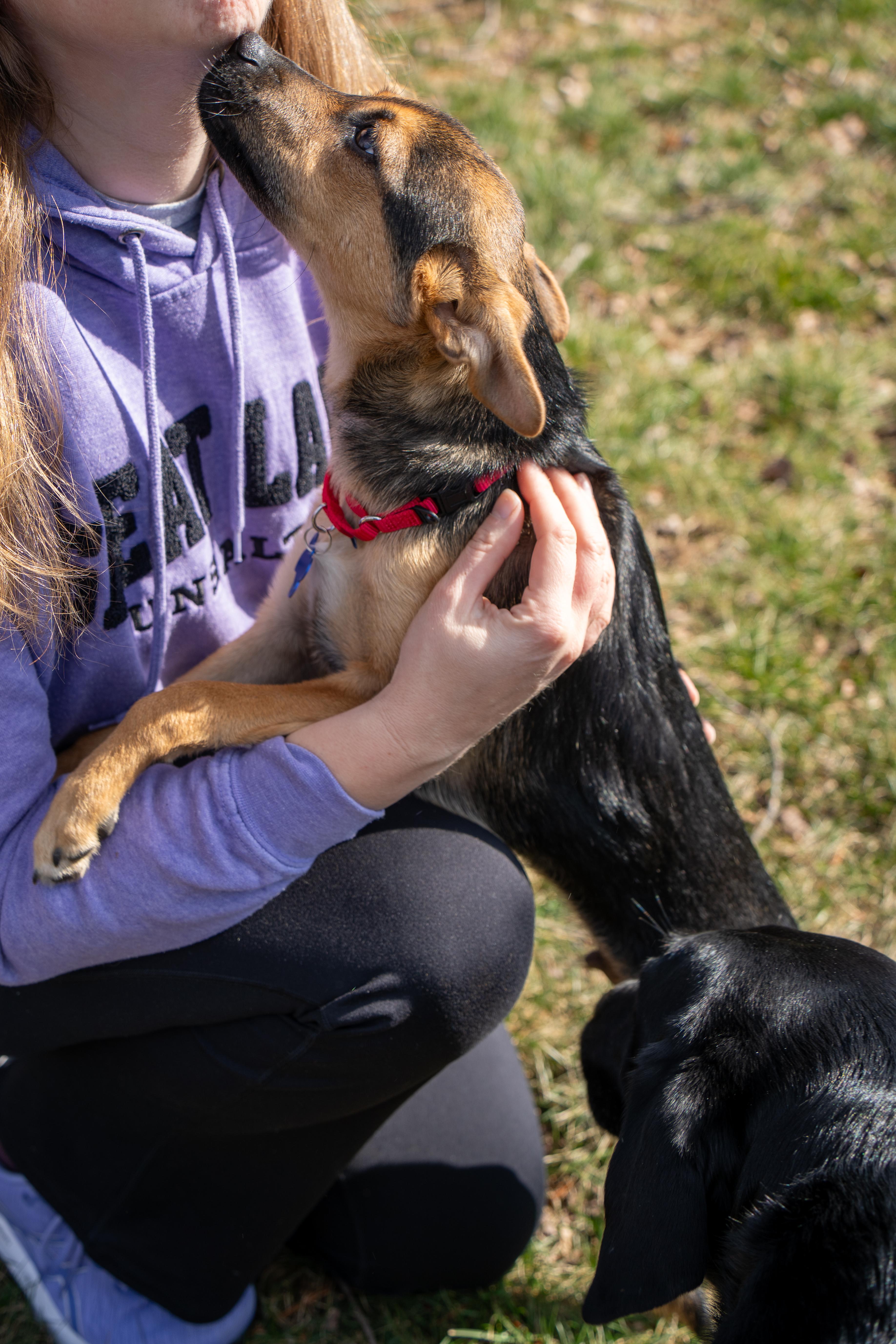 Enlarge Agador, a ADOPTABLE mixed breed in Columbia, MD image 4/6