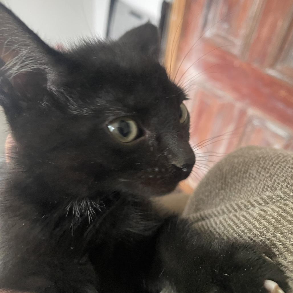 Enlarge Larkspur, a Adoptable Domestic Short Hair in Normal, IL image 2/3