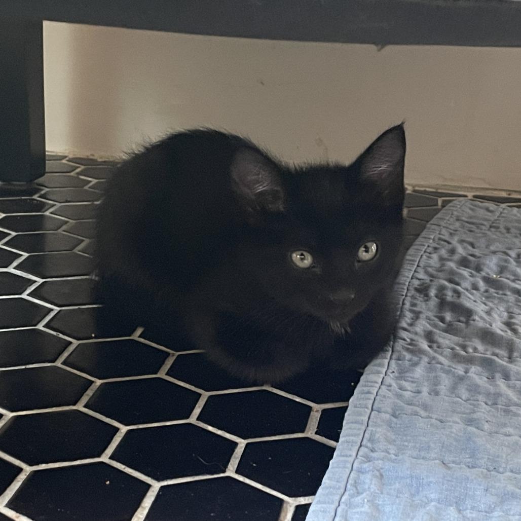 Enlarge Larkspur, a Adoptable Domestic Short Hair in Normal, IL image 3/3