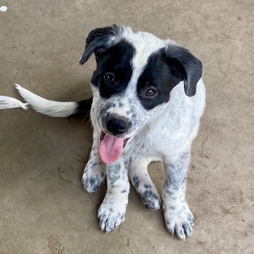 Enlarge Bacon, a ADOPTABLE mixed breed in Glenolden, PA image 2/5