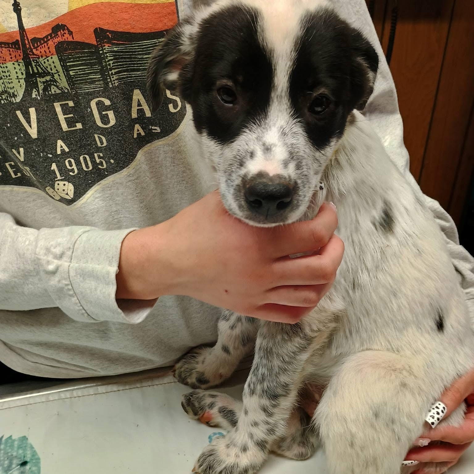Enlarge Bacon, a ADOPTABLE mixed breed in Glenolden, PA image 1/5