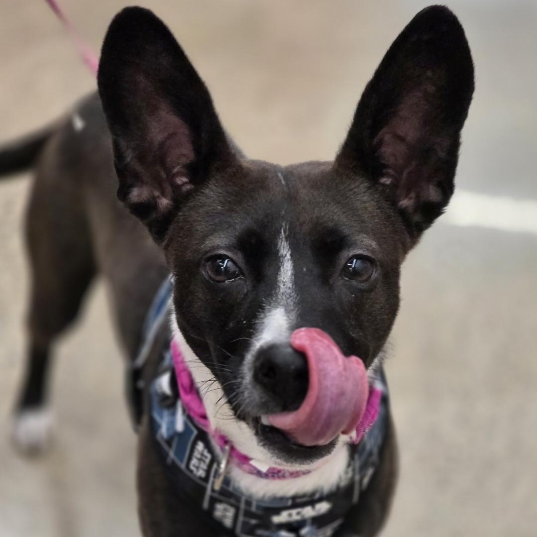 Enlarge London, an adopted mixed breed in Minneapolis, MN image 1/4