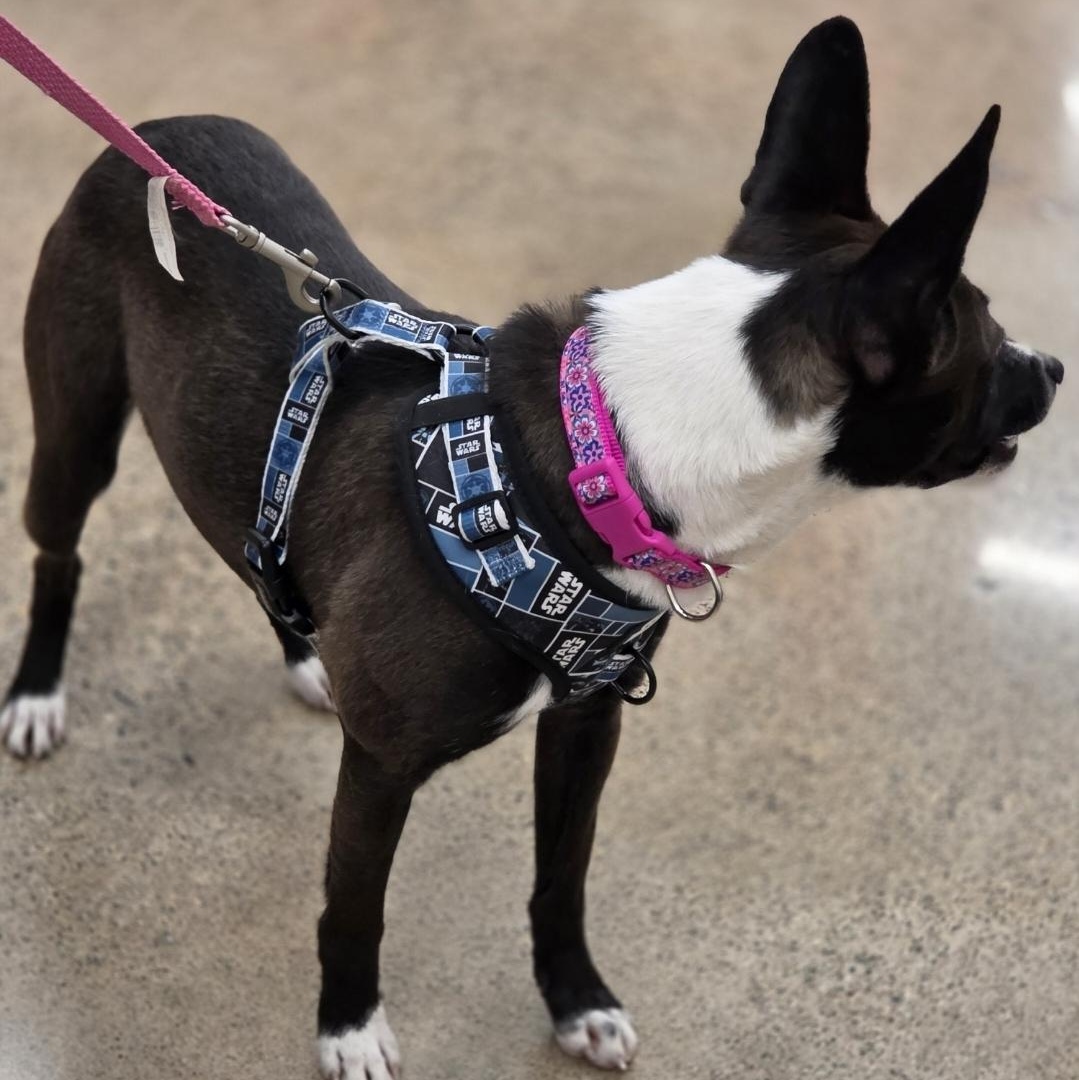 Enlarge London, an adopted mixed breed in Minneapolis, MN image 4/4