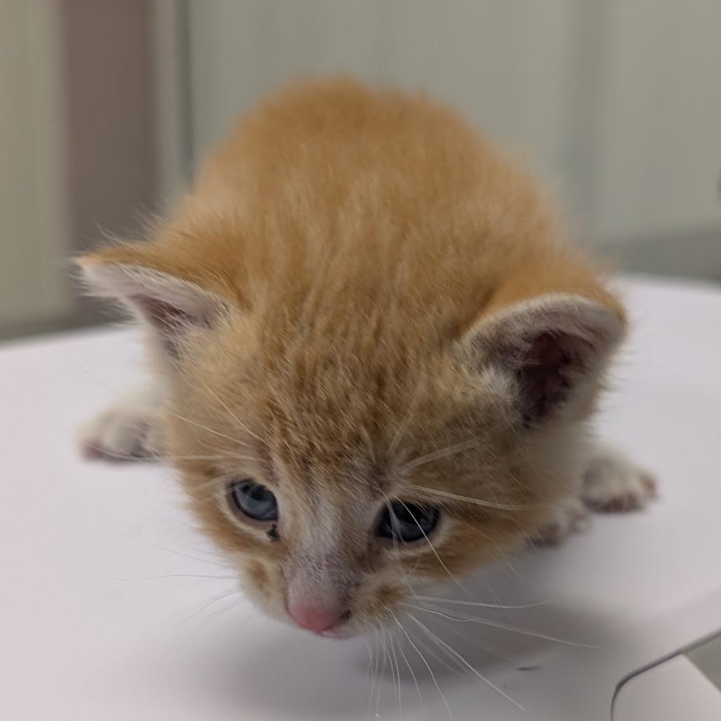 Sunni, Adoptable, Kitten Female Domestic Short Hair.