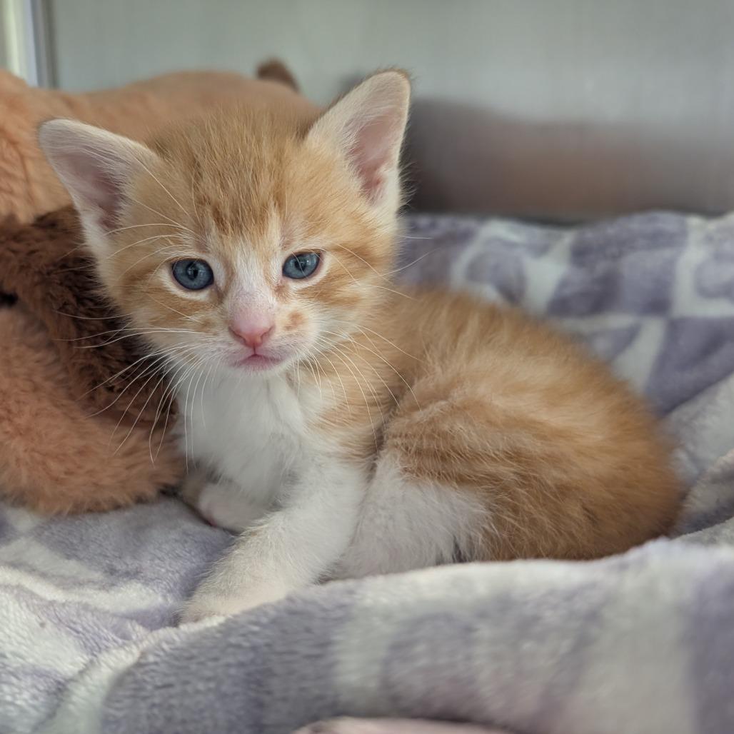 Enlarge Sunni, a Adoptable Domestic Short Hair in Emporia, KS image 2/6