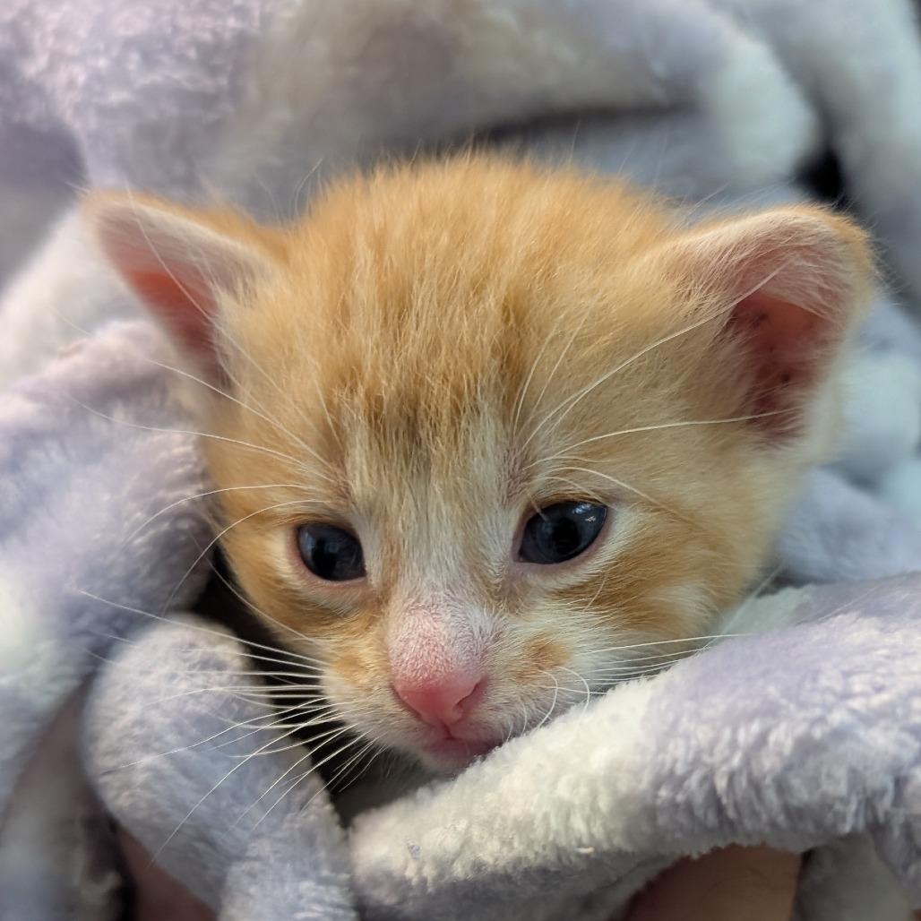 Enlarge Sunni, a Adoptable Domestic Short Hair in Emporia, KS image 3/6