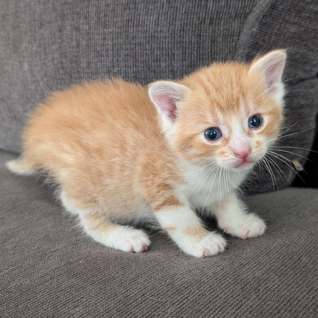 Enlarge Sunni, a Adoptable Domestic Short Hair in Emporia, KS image 5/6