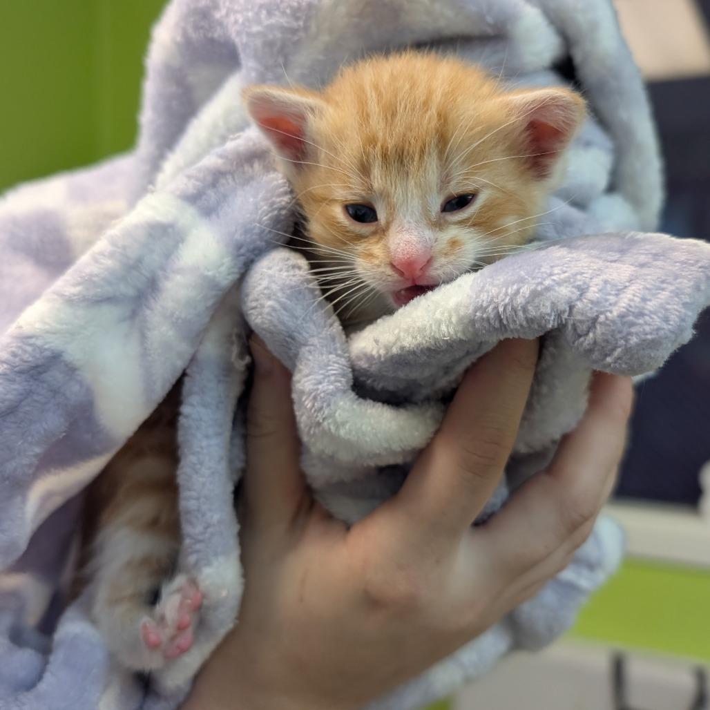 Enlarge Sunni, a Adoptable Domestic Short Hair in Emporia, KS image 6/6