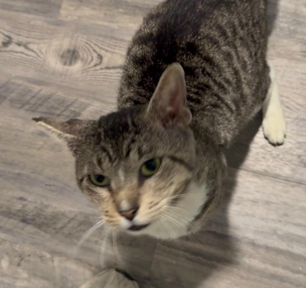 Frick, Adoptable, Senior Male Domestic Short Hair.