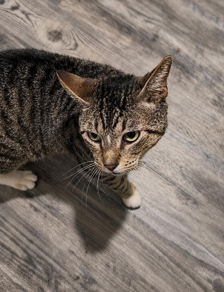 Enlarge Frick, a Adoptable mixed breed in Labelle, FL image 2/6