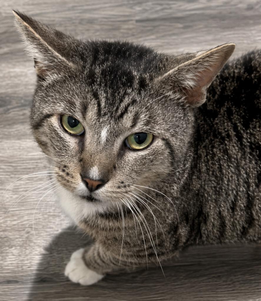Enlarge Frick, a Adoptable mixed breed in Labelle, FL image 4/6
