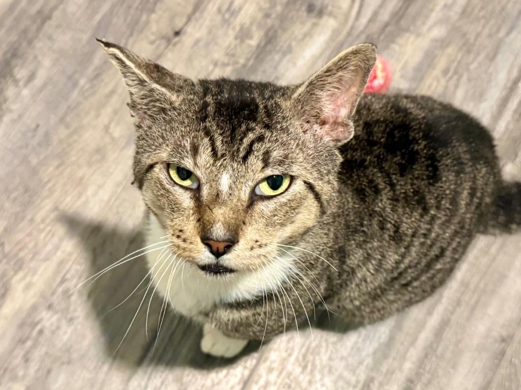 Enlarge Frick, a Adoptable mixed breed in Labelle, FL image 5/6