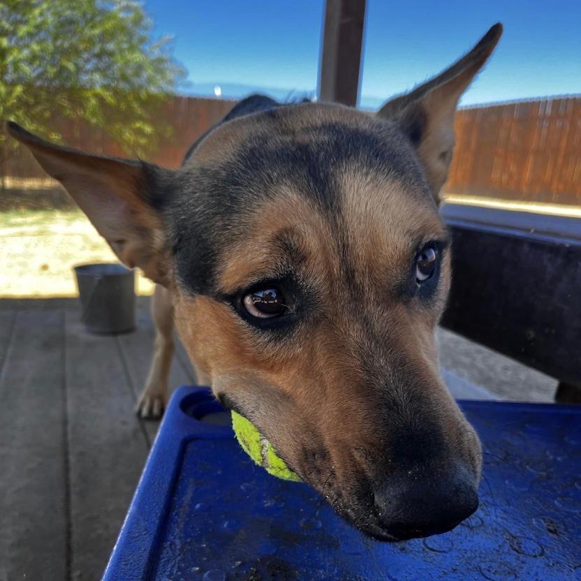 Lucky, Adoptable, Adult Male German Shepherd Dog & Cattle Dog.