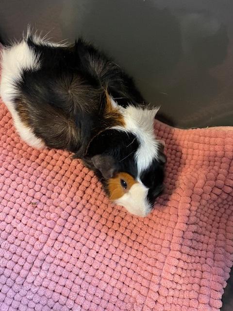 Enlarge The Ladies, an adopted Guinea Pig in Exeter, RI image 2/6