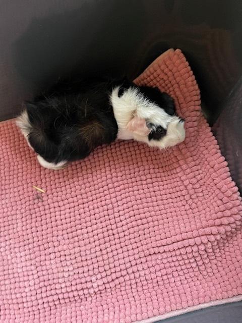 Enlarge The Ladies, an adopted Guinea Pig in Exeter, RI image 6/6