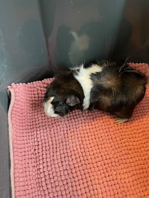 Enlarge The Ladies, an adopted Guinea Pig in Exeter, RI image 3/6