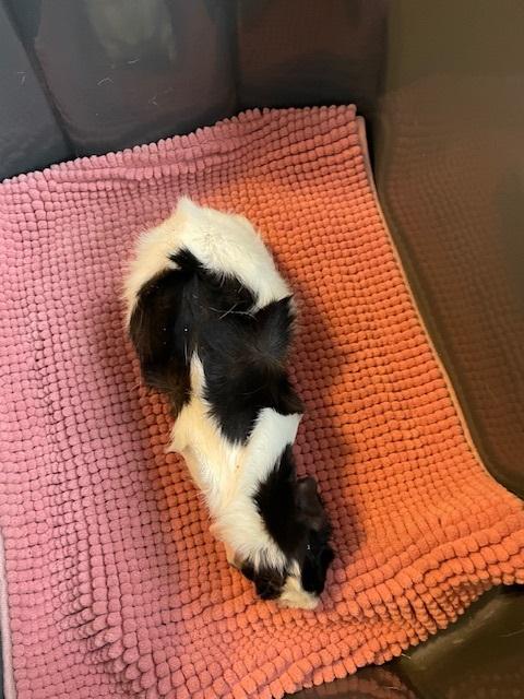 Enlarge The Ladies, an adopted Guinea Pig in Exeter, RI image 5/6