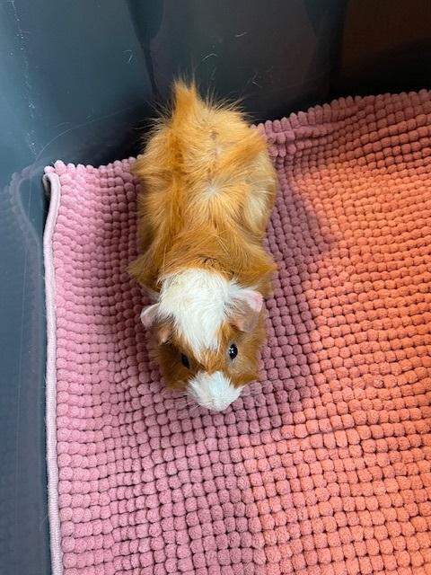 Enlarge The Ladies, an adopted Guinea Pig in Exeter, RI image 4/6