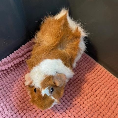 Enlarge The Ladies, an adopted Guinea Pig in Exeter, RI image 1/6