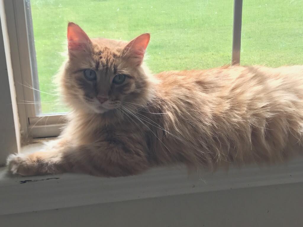 Flo, a Adoptable mixed breed in Baton Rouge, LA image 1/3