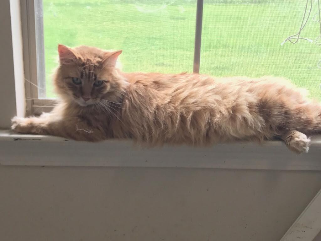 Flo, a Adoptable mixed breed in Baton Rouge, LA image 2/3