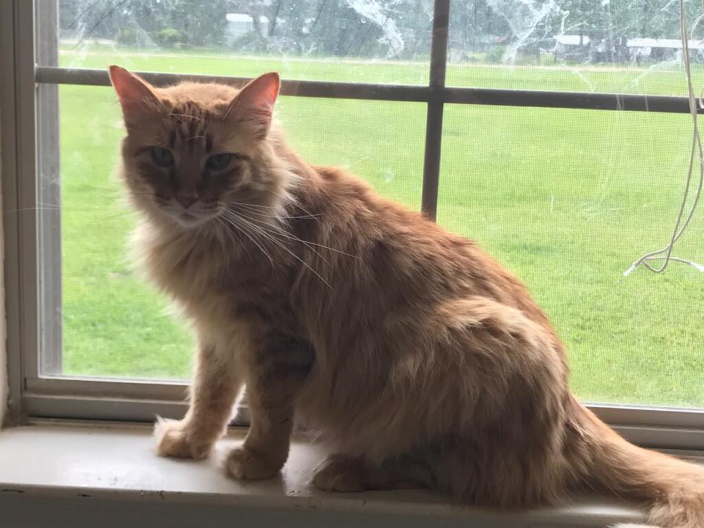 Flo, a Adoptable mixed breed in Baton Rouge, LA image 3/3