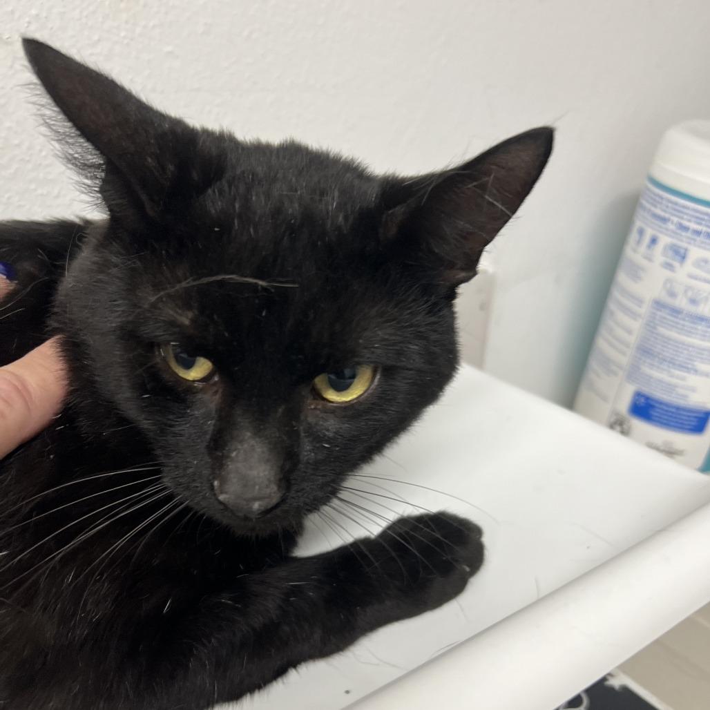 Talos, Adoptable, Adult Male Domestic Short Hair.