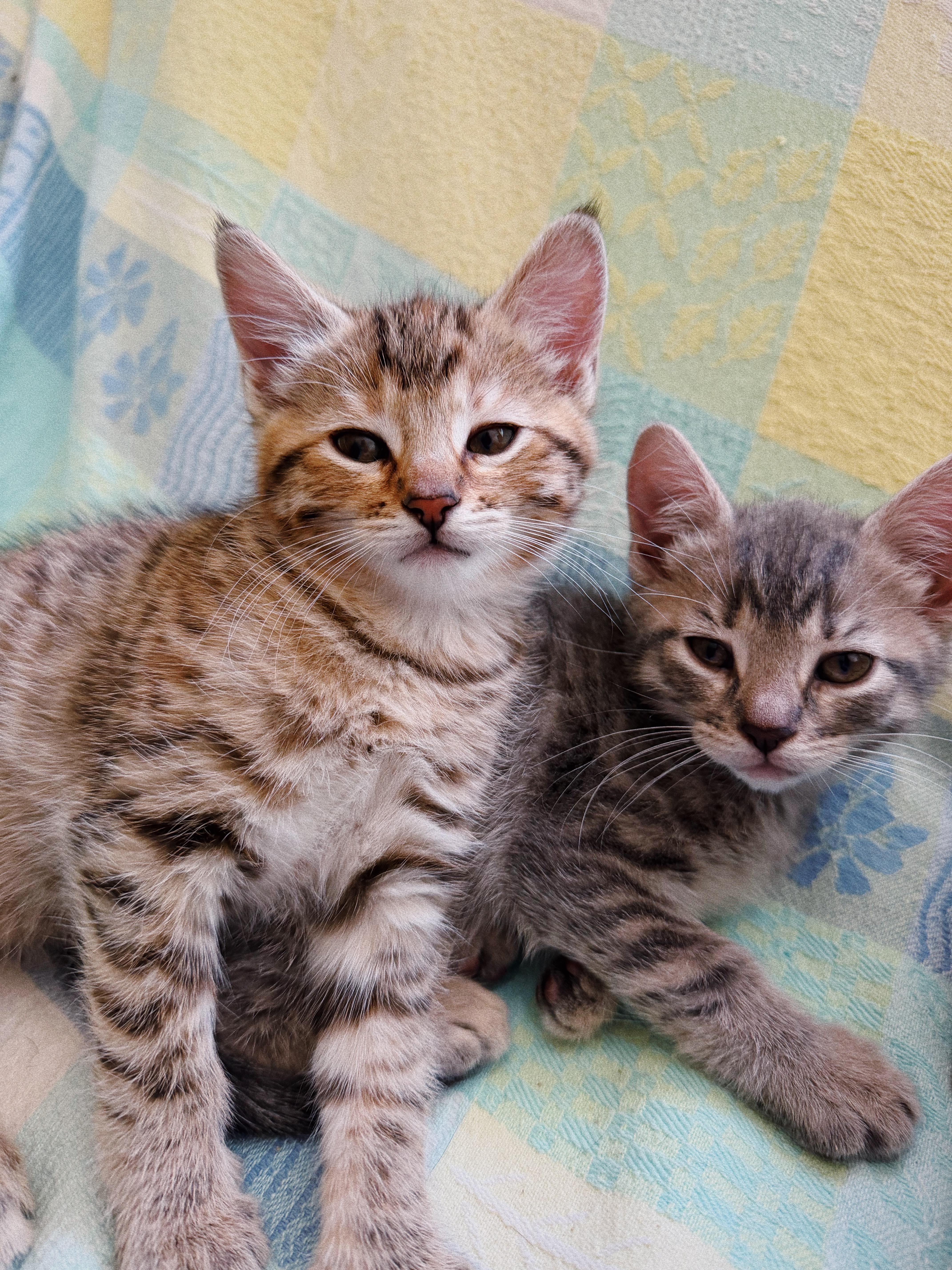 Enlarge Stella, Tiger and Lady, a Adoptable mixed breed in Roberts Creek, BC image 4/5