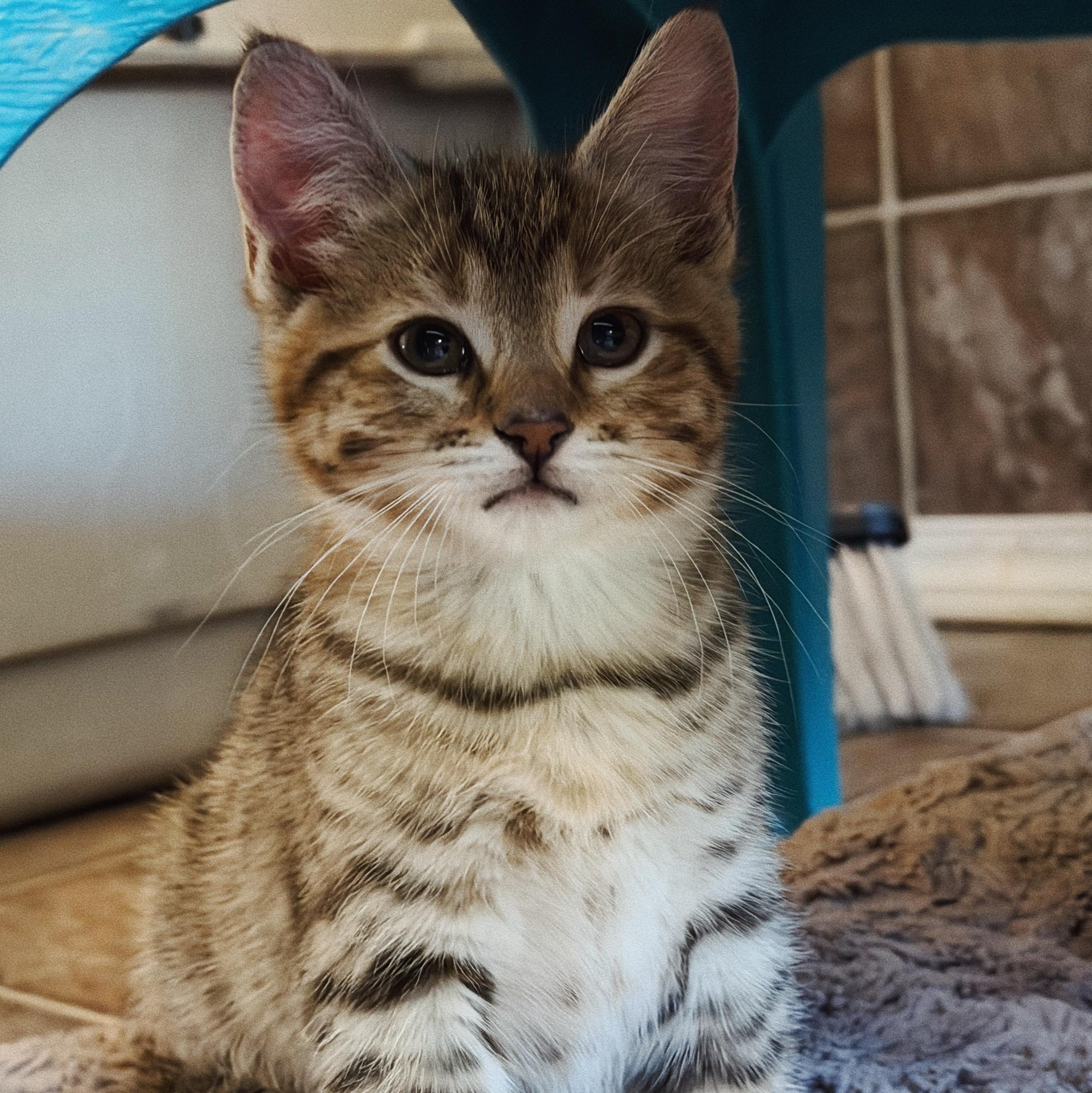 Enlarge Stella, Tiger and Lady, a Adoptable mixed breed in Roberts Creek, BC image 2/5