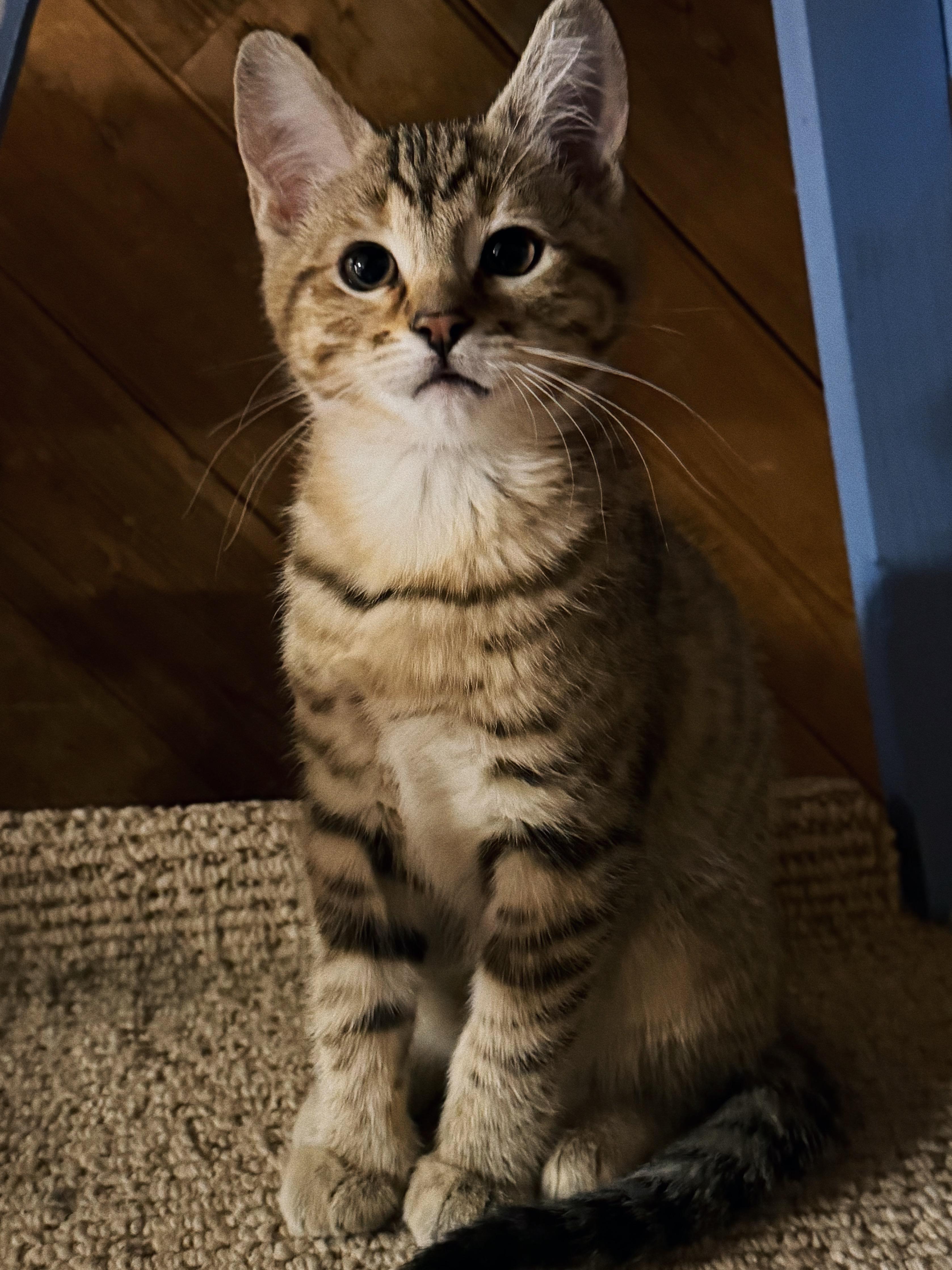 Enlarge Stella, Tiger and Lady, a Adoptable mixed breed in Roberts Creek, BC image 3/5