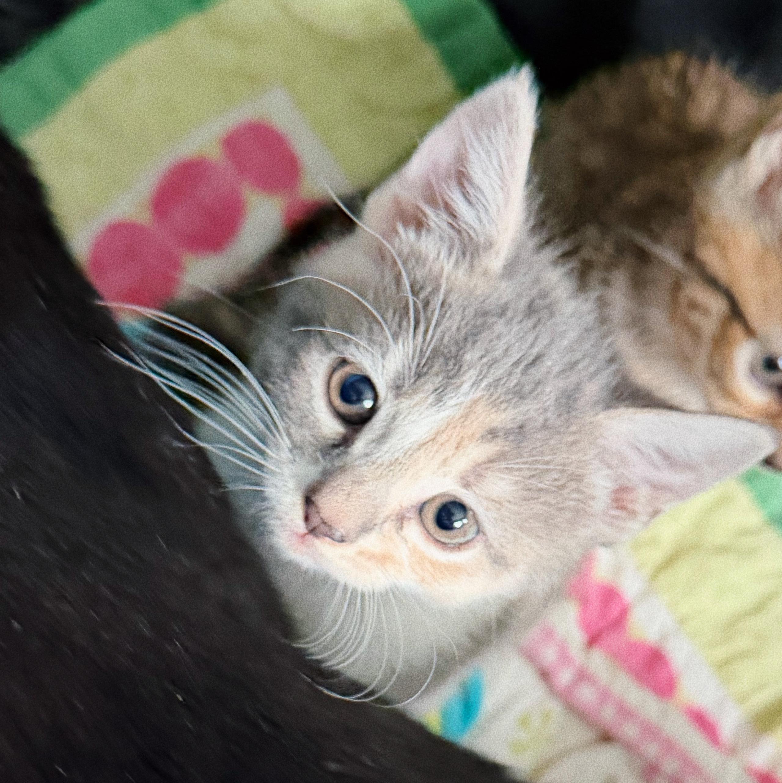 Enlarge Stella, Tiger and Lady, a Adoptable mixed breed in Roberts Creek, BC image 5/5