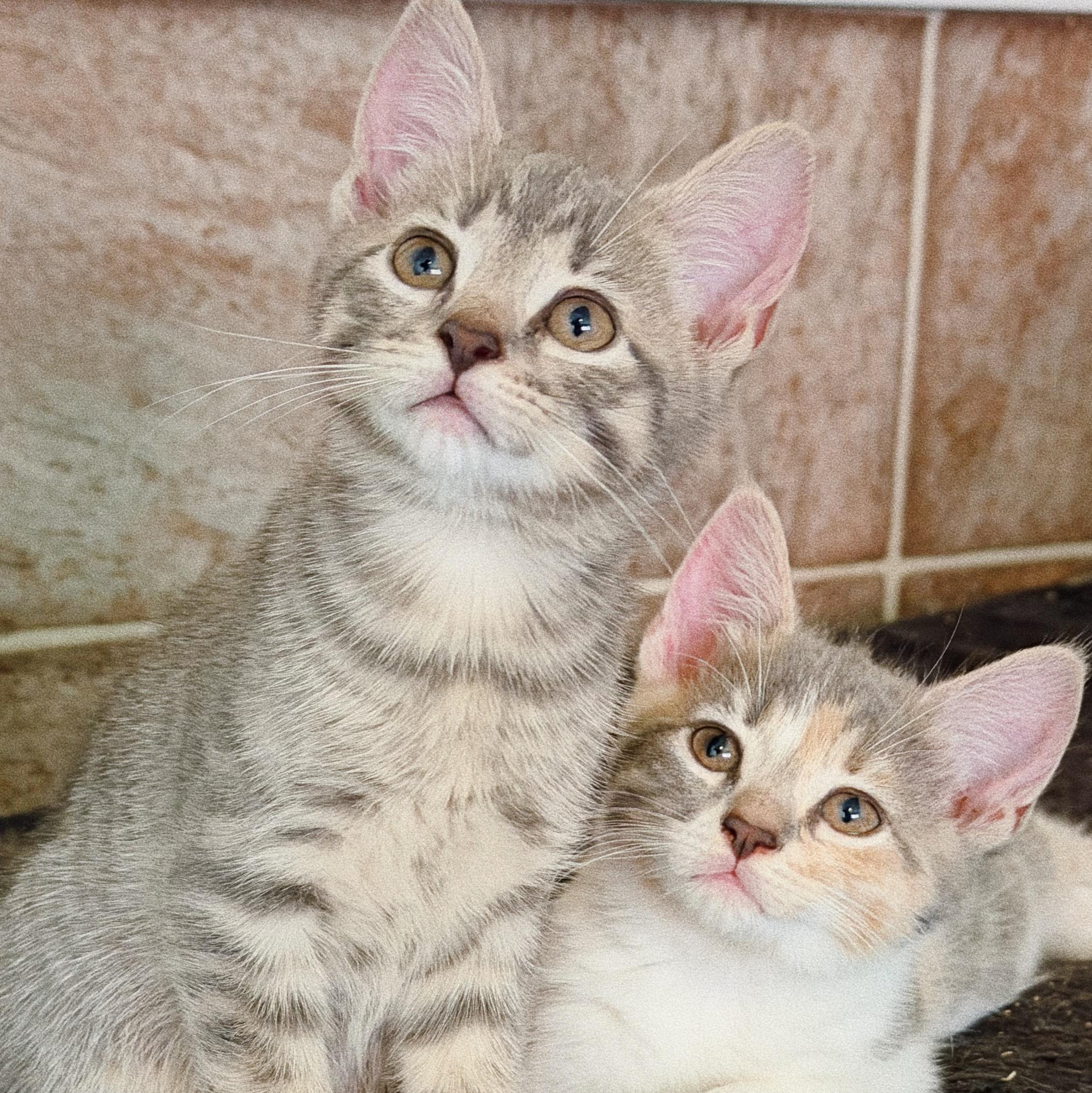 Enlarge Stella, Tiger and Lady, a Adoptable mixed breed in Roberts Creek, BC image 1/5