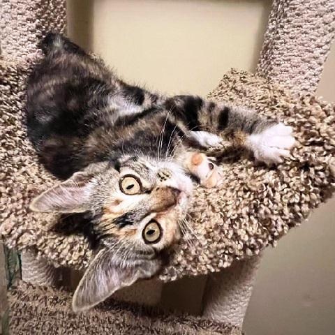 Marlo, ADOPTABLE, Kitten Female Torbie.