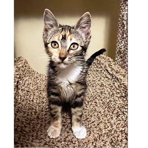 Enlarge Marlo, a ADOPTABLE Torbie in Salt Lake City, UT image 3/3