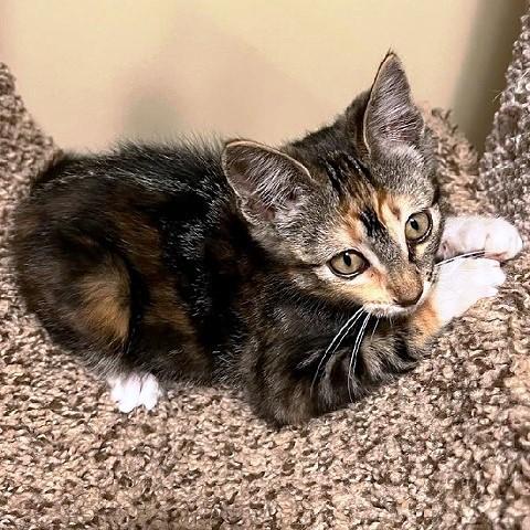 Enlarge Marlo, a ADOPTABLE Torbie in Salt Lake City, UT image 2/3