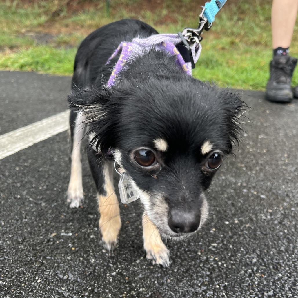 Misha, Adopted, Young Female Yorkshire Terrier & Chihuahua.