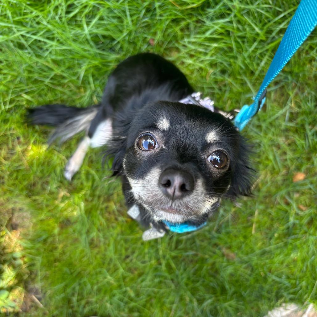Enlarge Misha, a Adopted mixed breed in Fairfax, VA image 2/6