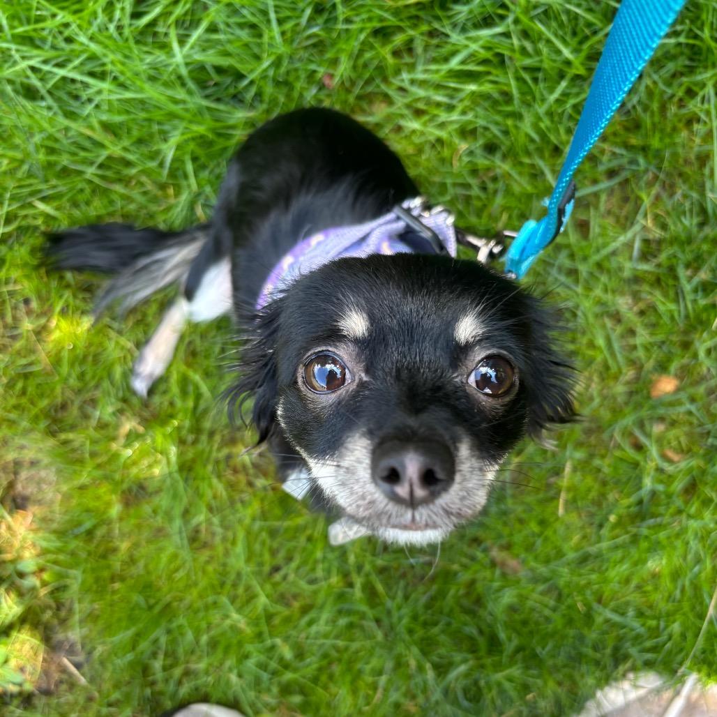 Enlarge Misha, a Adopted mixed breed in Fairfax, VA image 3/6