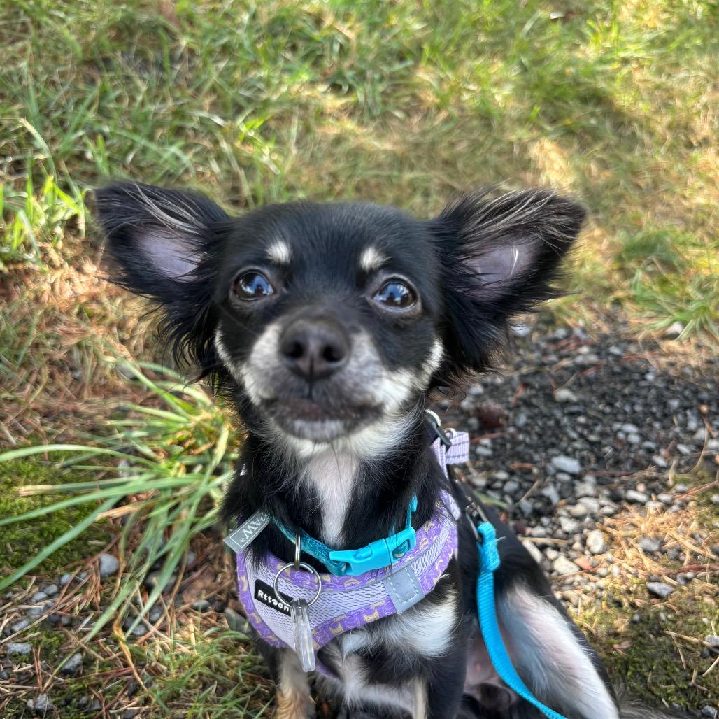 Enlarge Misha, a Adopted mixed breed in Fairfax, VA image 4/6