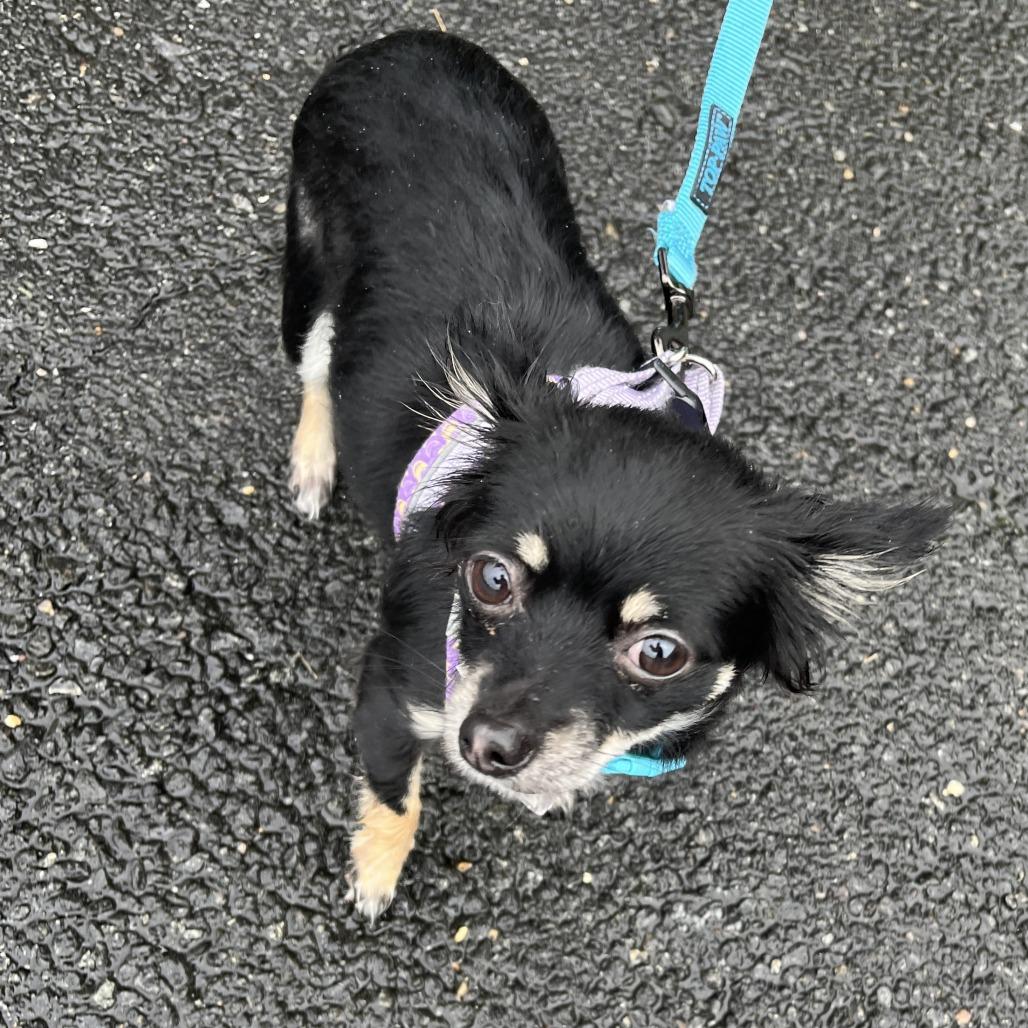 Enlarge Misha, a Adopted mixed breed in Fairfax, VA image 6/6