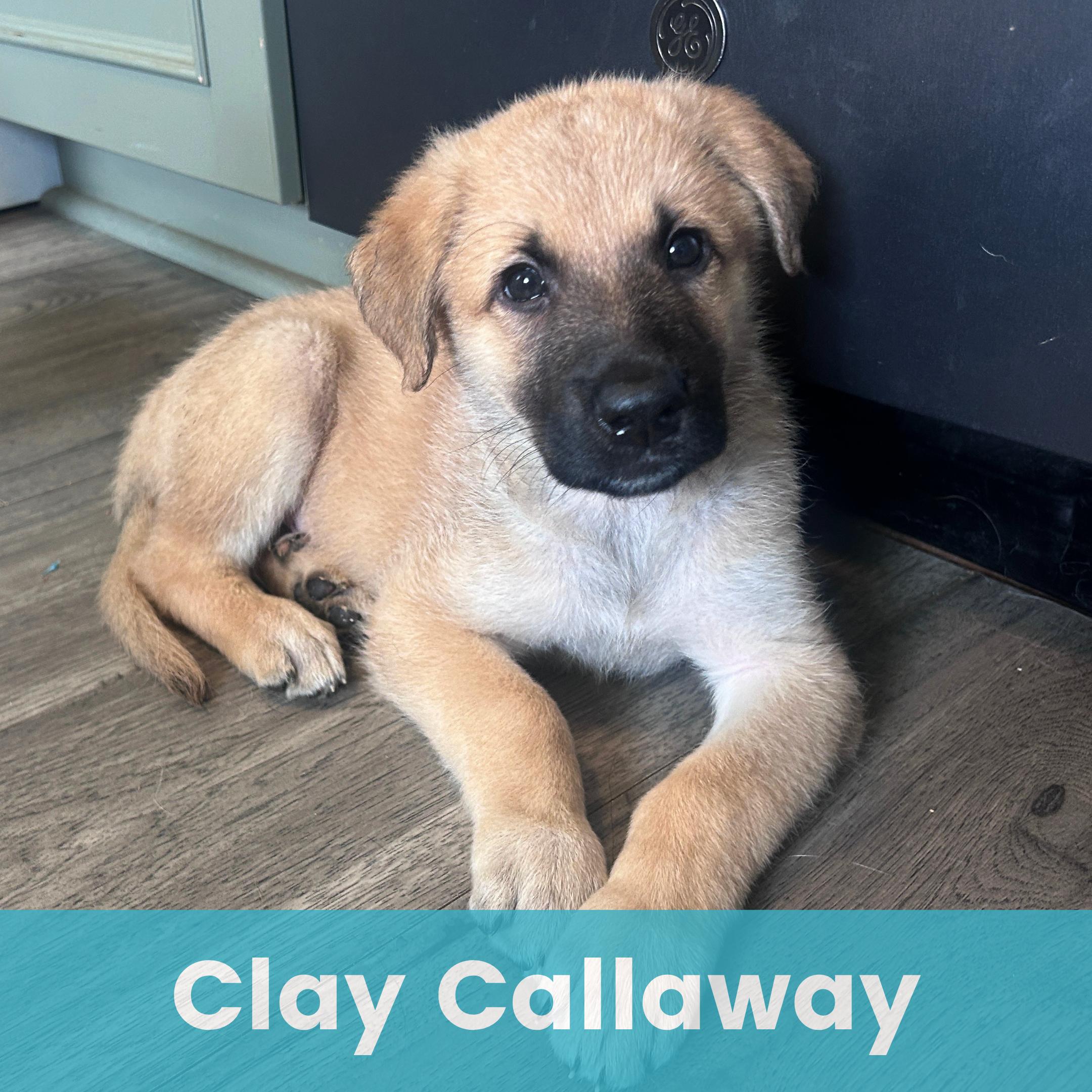 Clay Callaway - Adopted | Petfinder